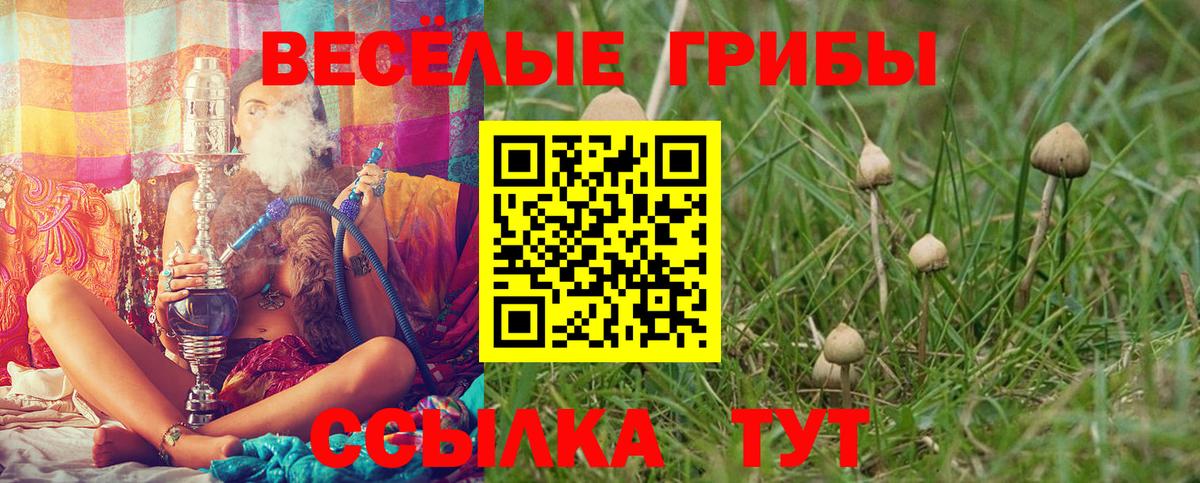 Унеча  Псилоцибиновые грибы Cubensis  Вход с VPN 